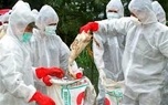 شکار پرندگان وحشی تا اطلاع ثانوی ممنوع است شکار پرندگان وحشی تا اطلاع ثانوی ممنوع است