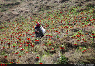دشت لاله های واژگون خوانسار