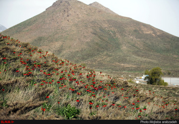 دشت لاله های واژگون خوانسار