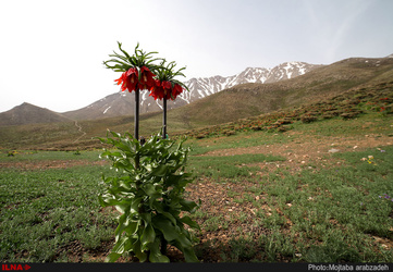 دشت لاله های واژگون خوانسار