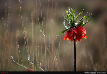 دشت لاله های واژگون خوانسار