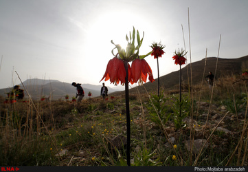 دشت لاله های واژگون خوانسار