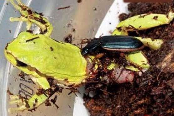 بی‌رحم‌ترین و ترسناک‌ترین حشره جهان+عکس 