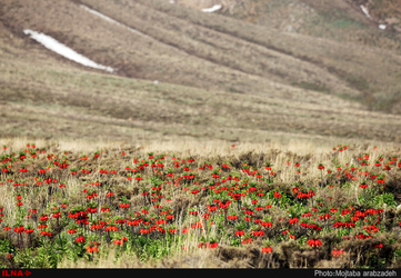 دشت لاله های واژگون خوانسار