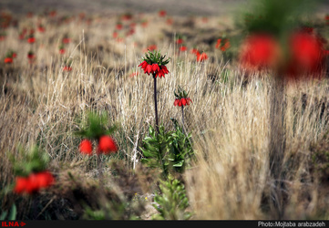 دشت لاله های واژگون خوانسار