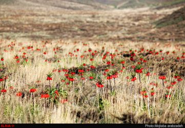 دشت لاله های واژگون خوانسار
