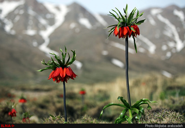 دشت لاله های واژگون خوانسار