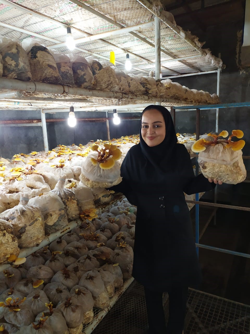 مصاحبه با زهرا آقایی موسس گانودرما مارکت تولید کننده قارچ گانودرما