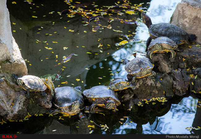 باغ وحش تفلیس از دریچه دوربین