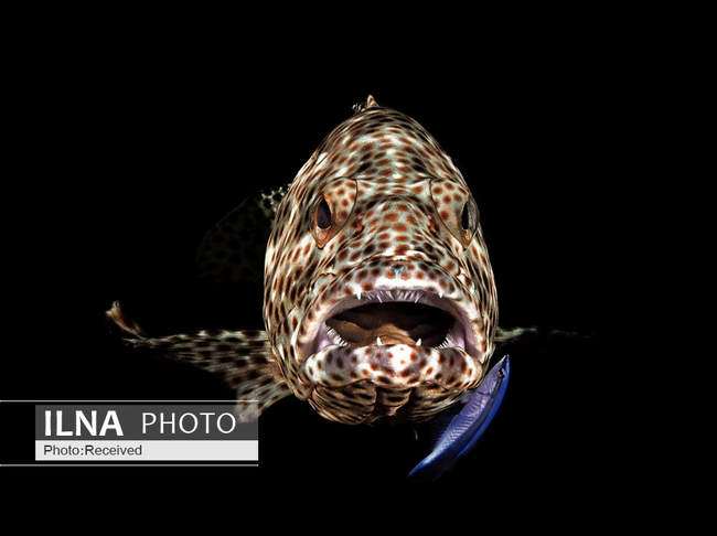 عجایب دنیای زیر آب