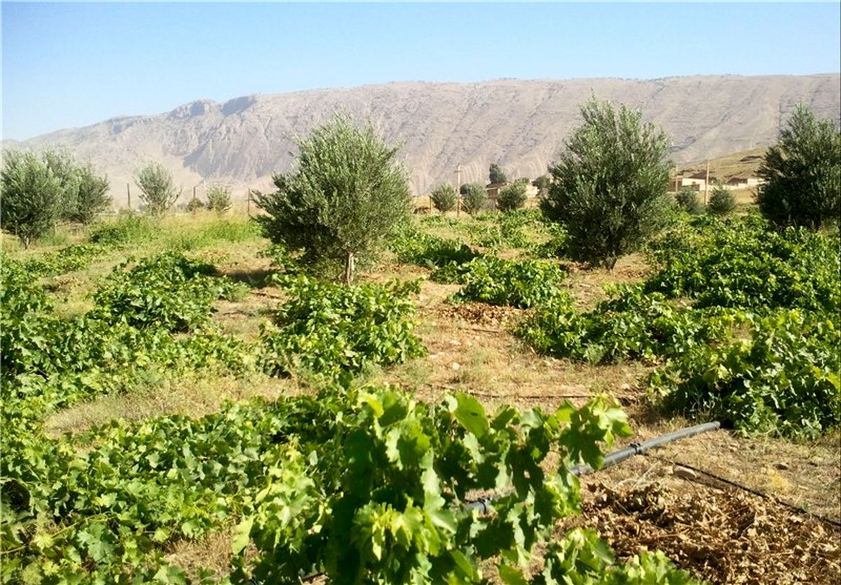 باغات موز کشور دچار آسیب شده است/ ۴۱.۸ میلیون دلار ارزآوری از صادرات مرکبات