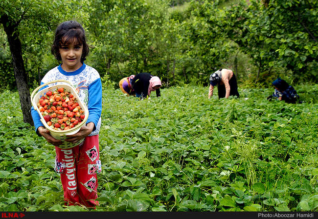 برداشت توت فرنگی در روستای سی دشت رودبار گیلان