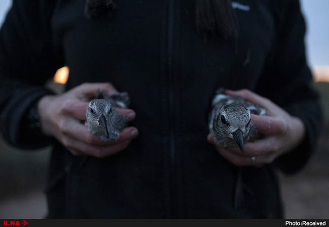 دوستی انسان و حیوانات