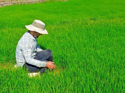 خیز بلند بخشداری سوسن برای ثبت ملی برنج بخش سوسن