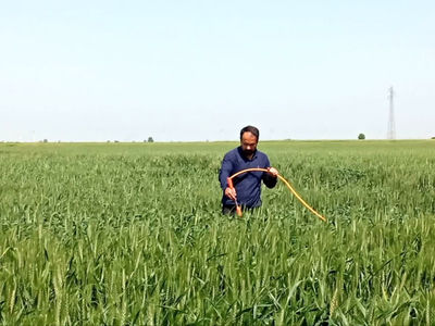 اجرای طرح پایلوت غنی‌سازی نان گندم در آبیک