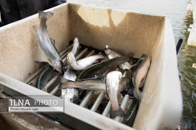 برداشت شب یلدایی‌ ماهی قزل آلا در تلیسه‌ نمونه