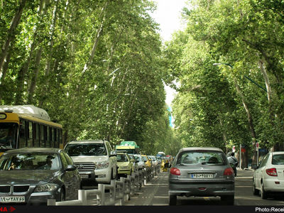 آغاز فاز دوم احیاء درختان چنار خیابان ولیعصر