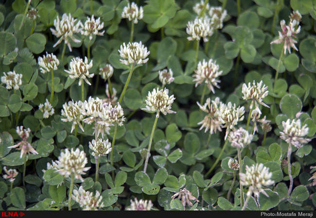 روستای خفر پادنا، پایتخت گیاهان دارویی ایران