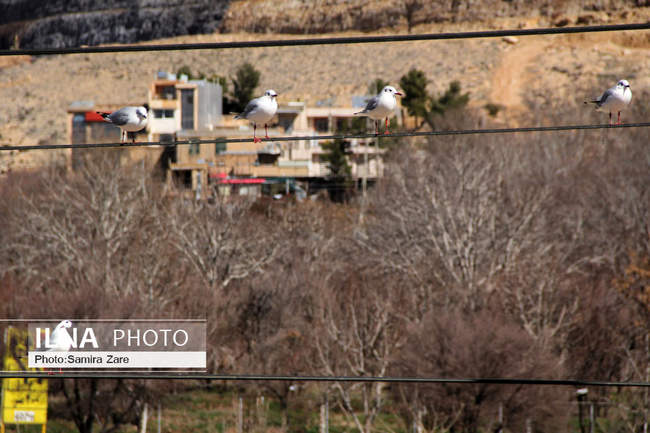 پرندگان مهاجرکاکایی درشیراز