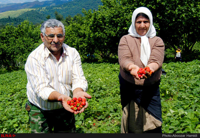 برداشت توت فرنگی در روستای سی دشت رودبار گیلان