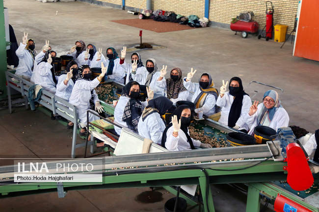 برداشت پسته از باغات نیشابور