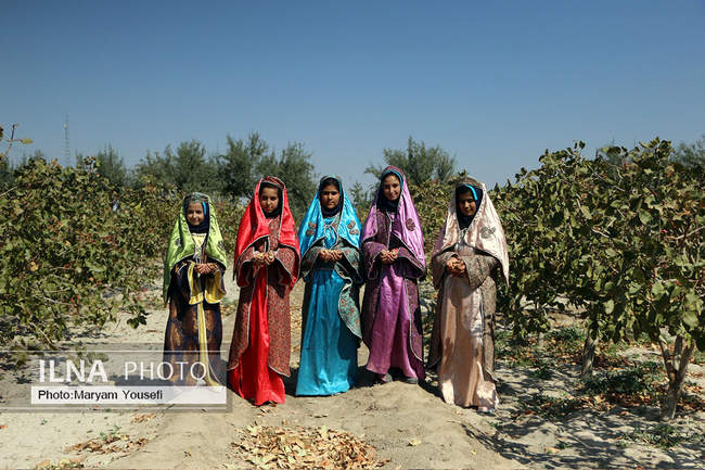 دومین جشنواره پسته قشلاق آذرشهر