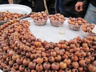 آغاز برداشت ازگیل از ۵۴۰ هکتار باغ در گیلان