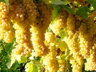 برداشت انگور زمستانی در خوانسار+ فیلم