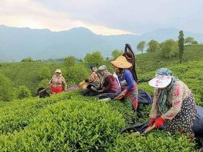آغاز چین تابستانه برگ سبز چای در شمال کشور