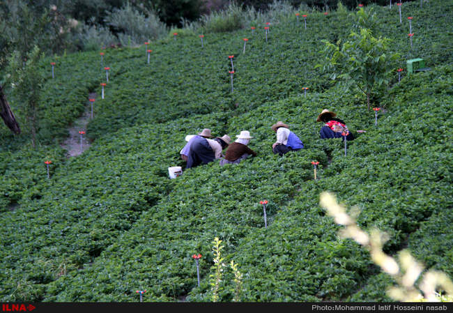 برداشت توت فرنگی در روستای شیان در سنندج