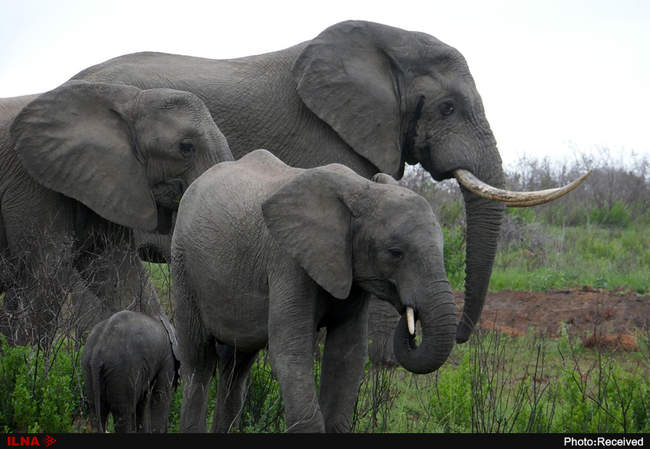 عکس خانوادگی حیوانات