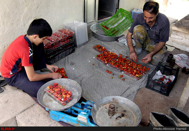 برداشت توت فرنگی در روستای سی دشت رودبار گیلان
