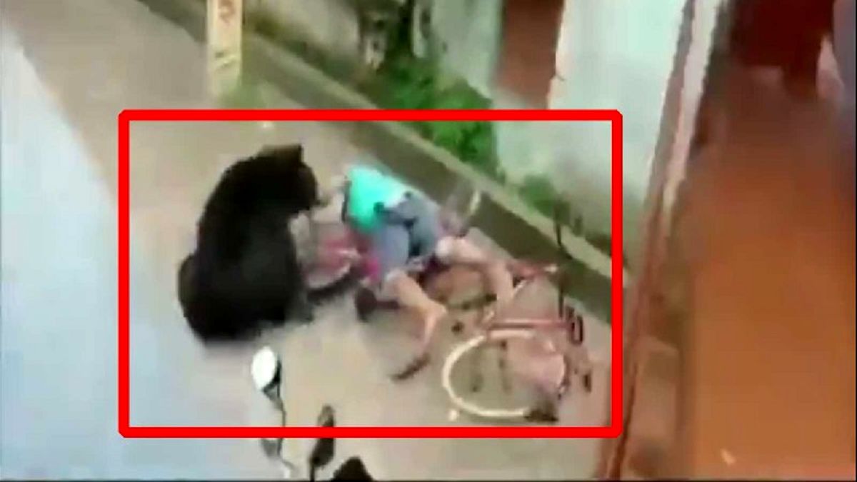 لحظه وحشتناک حمله خرس به دوچرخه سوار! 