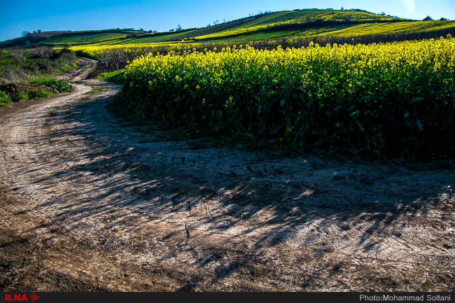 مزارع دانه روغنی 