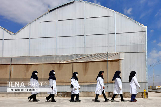 بزرگترین گلخانه توت فرنگی کشور