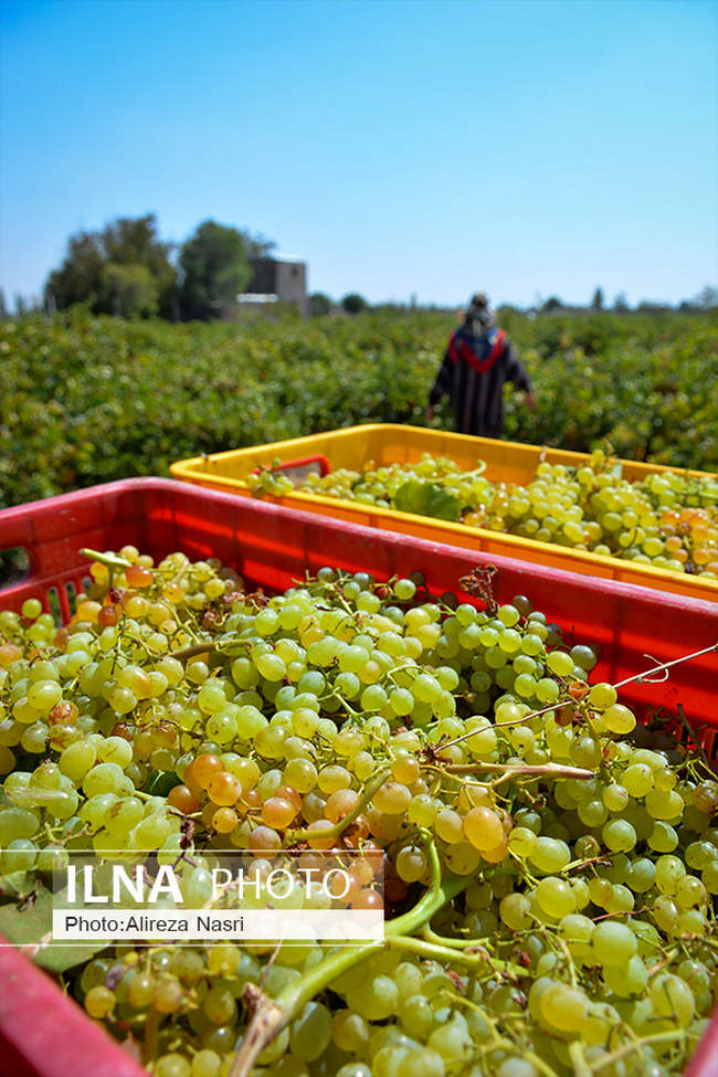 برداشت انگور در شهرستان تاکستان