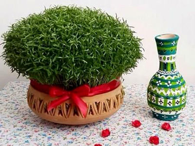 آموزش کاشت سبزه عدس