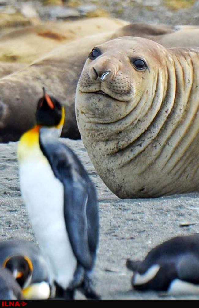 سفری به قطب جنوب