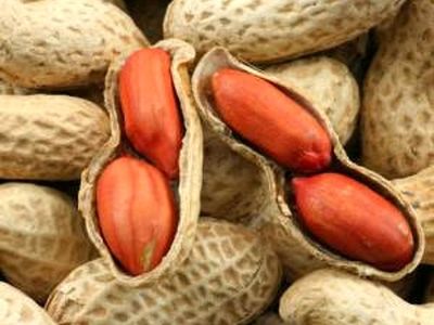 افزایش ۵ درصدی تولید بادام زمینی/ گیلان رتبه دوم تولید بادام زمینی در کشور