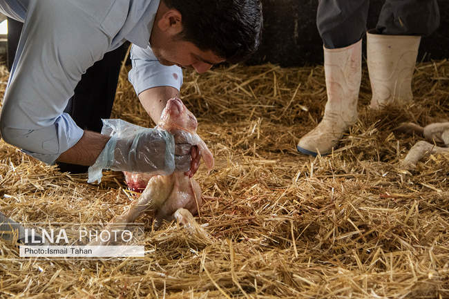 حرکتی از جنس همدلی . واگذاری دام با قیمت حمایتی به نیازمندان