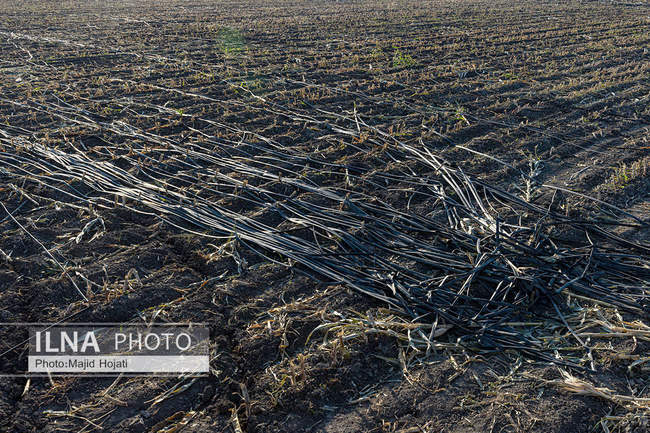 از مزرعه تا صنایع تبدیلی