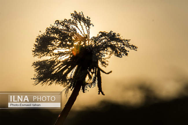 کار و امید، قصه زنان باغ کیوی