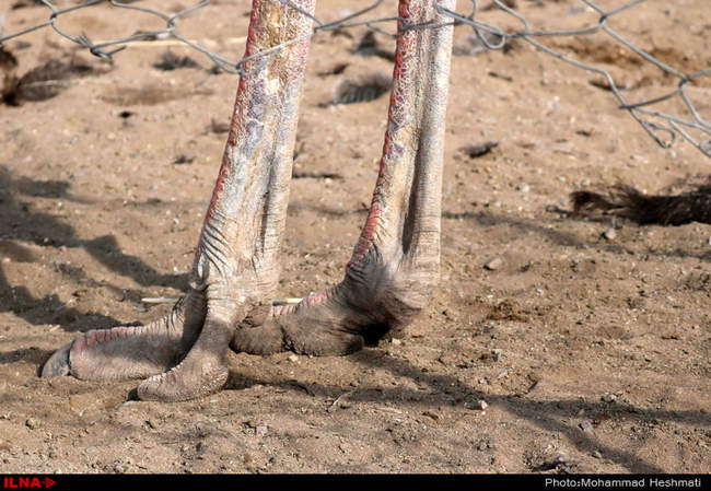 پرورش شترمرغ در سبزوار‎