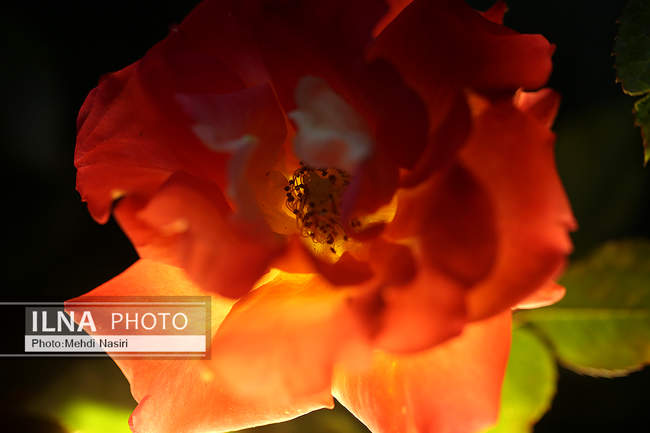  شکوفه‌های بهاری