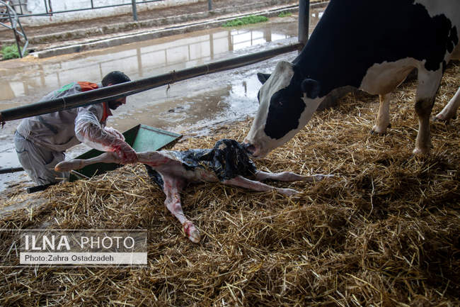 بزرگترین واحد پرورش گاو شیری شمال کشور