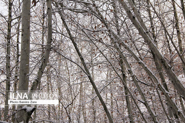 طبیعت برفی روستای قلات
