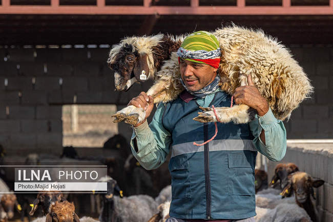 مزرعه دامپروری چپرقویمه، در مسیر محرومیت زدایی