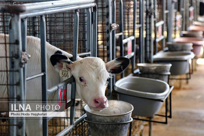 تولید در مسیر پیشرفت مناطق محروم
