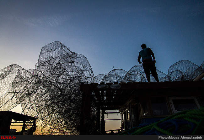 گرگور بافی در بوشهر