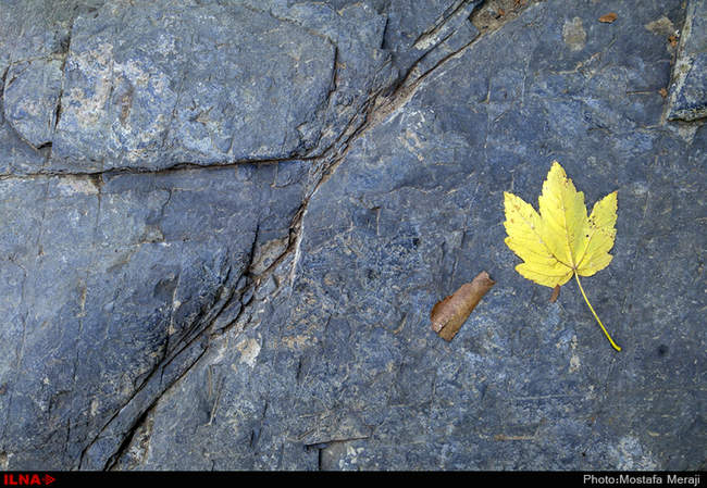 گزارش اختصاصی ایلنا از پاییز در باغ بوتانیکال تفلیس